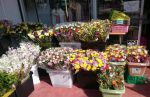 鲜花店门面装修图集