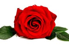 客厅摆什么提升桃花运 这几样最招桃花