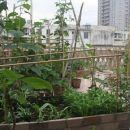 空中菜园
